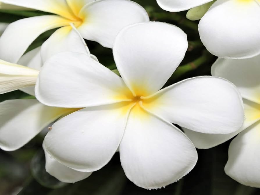 プルメリア　二点 プルメリア 二点 プルメリア 二点 プルメリア - Search / X